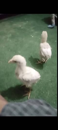 original qandahari aseel hera chicks pair