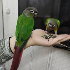 Handtamed chicks pair with DNA yellowsided conures