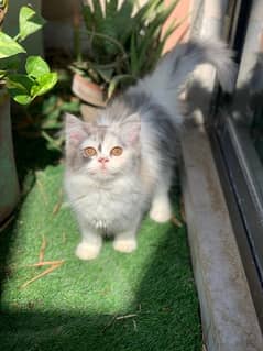 calico persian kitten