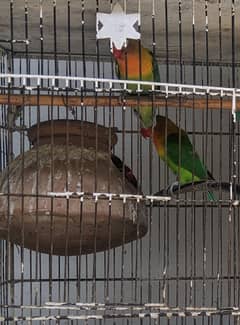 Fisher Parrot Pairs