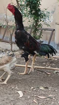 king shamo pair for sale