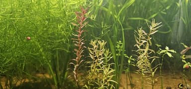 rotala aquarium plants