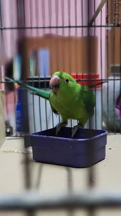 ringneck  parrot male hand tame