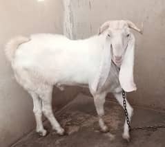 Andu Goat white color
