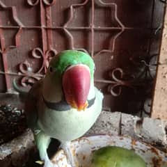 Raw Green Parrot pair