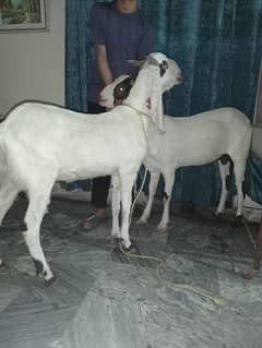 Pair of goat