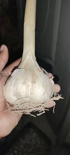g1 garlic