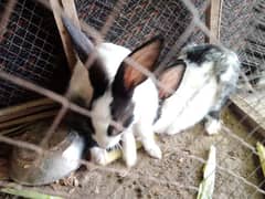 rabbit pair