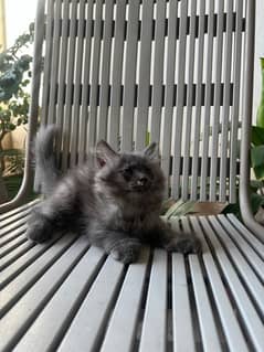 Persian Kitten | Age 3 months