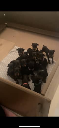 Doberman European Puppies Available for Sale