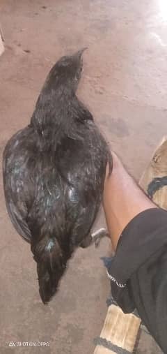 This is a female it's age is 15 months puare ayam cemani
