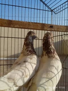 Chhapra and Laakha pigeon pairs for sale