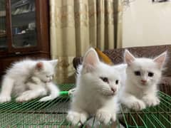 Persian pair available in reasonable price