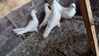 sherazi pigeon