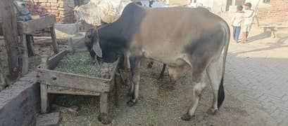 pure sahiwal breed