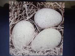 turkey Bird eggs