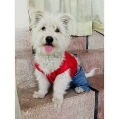 Pure West Highland White Terrier Female