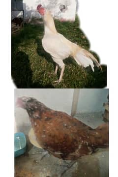 aseel murga and hen for sale