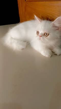 pure white peke persian female kitten