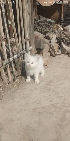 white Persian dubal cotted female kitten yellow eyes