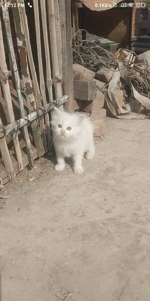 white Persian dubal cotted female kitten yellow eyes 1