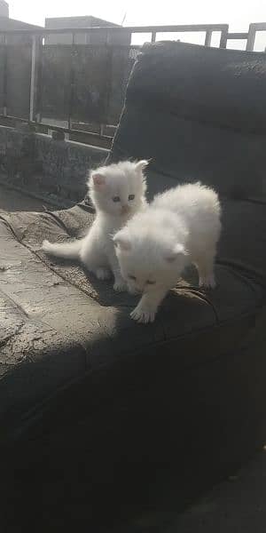white Persian dubal cotted female kitten yellow eyes 2