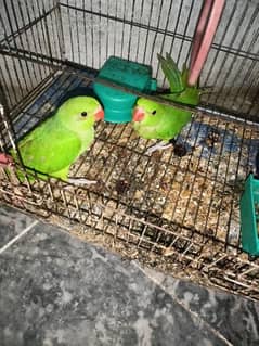 green self chicks