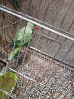 Green Raw parrot looking for new home