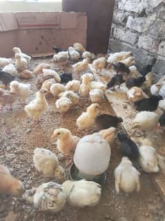 15 days old Golden misri Chicks available,Desi chicks