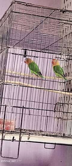 csge. love. birds . for. sale.