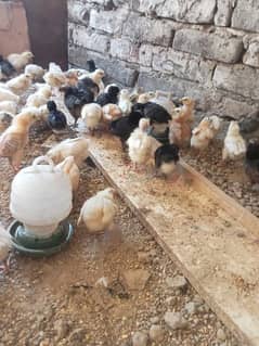 15 days old golden misri chicks, Austrolop chicks,astralop chicks