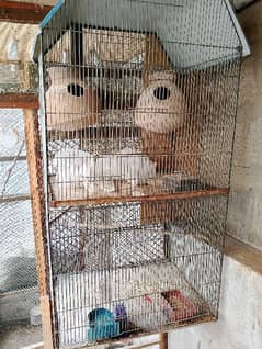 birds cage for sale