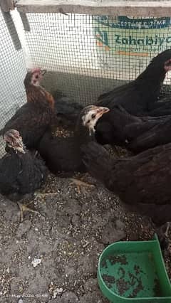 10 Australorp 2 month chicks