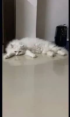 cat Persian