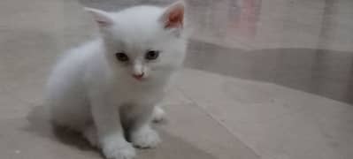 Persian kitten available blue eyes and triple coated male and female