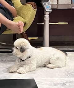 Toy Dog for sale (Lhasa Apso)