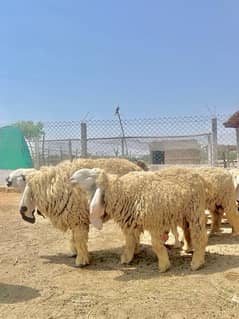Pure Breed Sargodha Kajla Sheeps