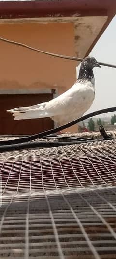 8 pigeons for sale