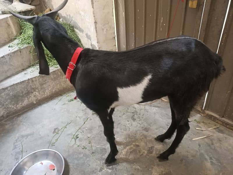 Bakra / Desi Bakra / khasi Bakra / donda Bakra argent sale 1