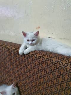 persian kitten tripple coated pair for sale
