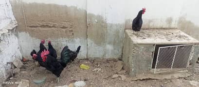 hens and rooster for sale contact@03333461051