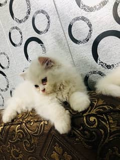 Persian kitten triple coat Male amd female