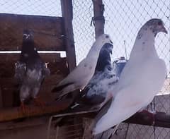 high flayers pigeon 10 peace