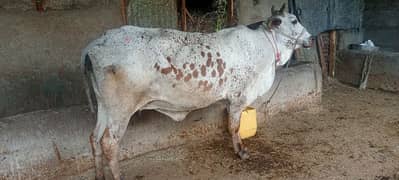 Qurbani cow for sale