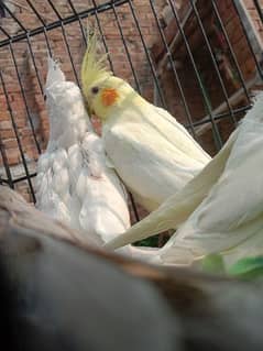 common white and charry cocktail patha available for sale