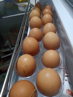 Golden eggs Lohmann Brown/Black