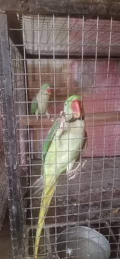 raw parrot per pair Rs. 45000