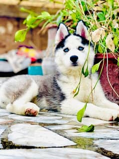 Husky Female Wooly Coat Blue Eyes for sale Whatsapp  03090015551