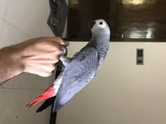 African Congo Grey Parrot self Chicks