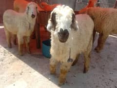 Mundra Bakra Sheep